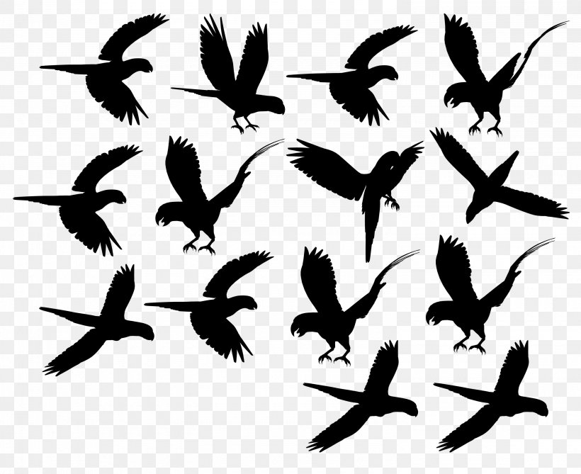 Beak Bird Migration Feather Clip Art, PNG, 2980x2434px, Beak, Animal Migration, Bird, Bird Migration, Fauna Download Free