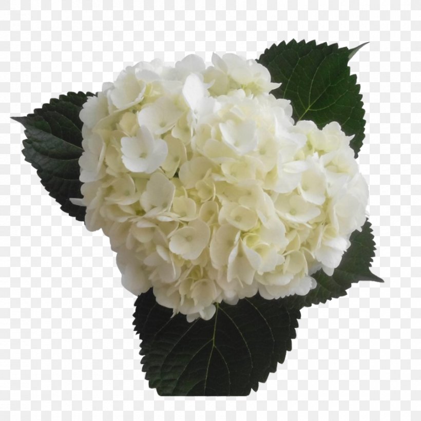 Hydrangea Cut Flowers Floral Design Color, PNG, 900x900px, Hydrangea, Artificial Flower, Color, Cornales, Cut Flowers Download Free