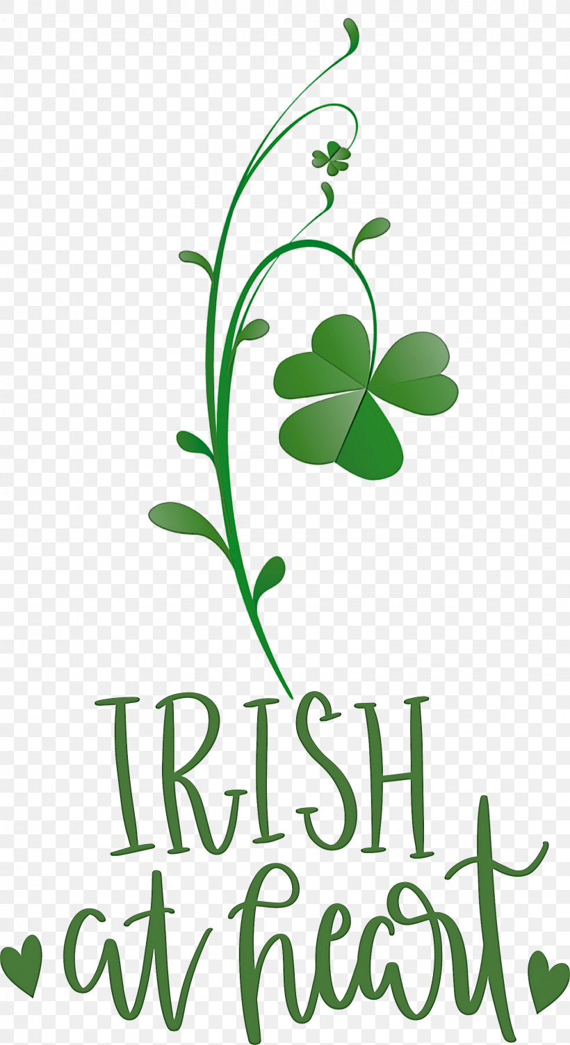 Shamrock Irish Saint Patrick, PNG, 1636x3000px, Shamrock, Clover, Flower, Green, Herbal Medicine Download Free