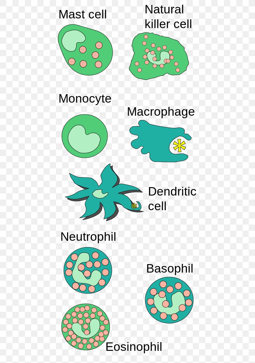 Innate Immune System Mast Cell Basophil Immunology, PNG, 497x1164px, Watercolor, Cartoon, Flower, Frame, Heart Download Free