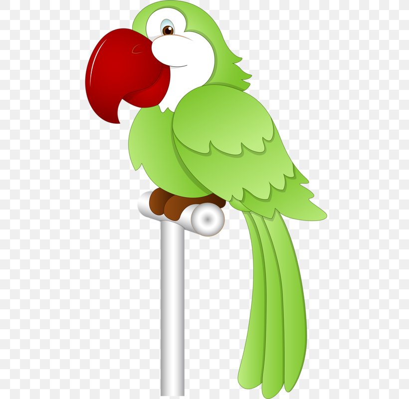 Parrot Bird Budgerigar, PNG, 521x800px, Parrot, Beak, Bird, Budgerigar, Chicken Download Free