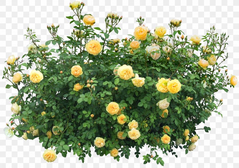 Shrub Flower Rose Clip Art, PNG, 2700x1900px, Shrub, Annual Plant, Chrysanths, Flower, Flowering Plant Download Free