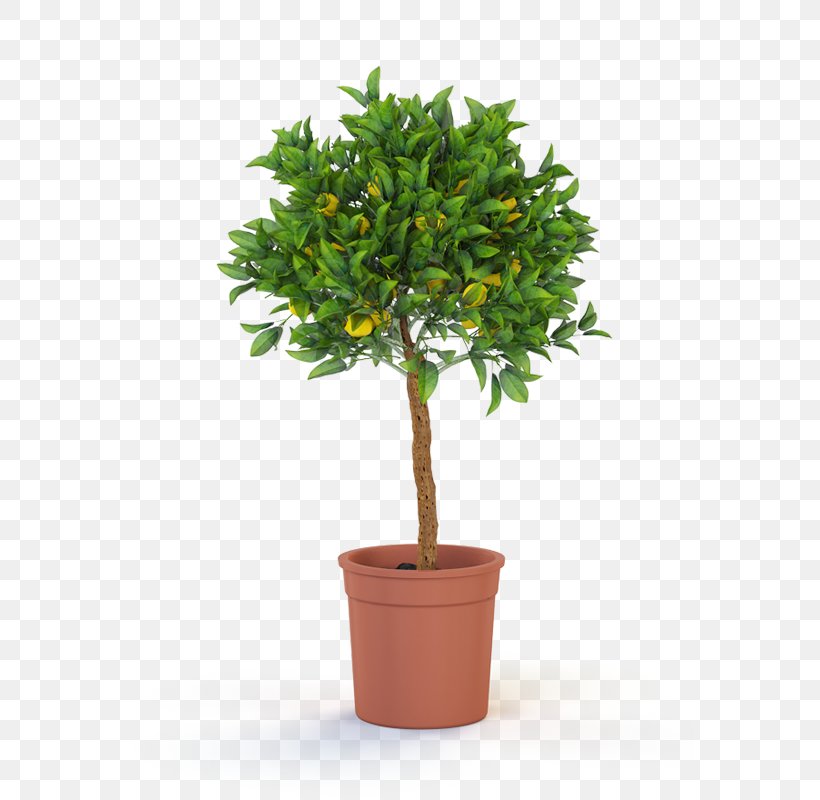 Topiary Tree Weeping Fig Plant Bonsai, PNG, 727x800px, Topiary, Bay Laurel, Bonsai, Box, Branch Download Free