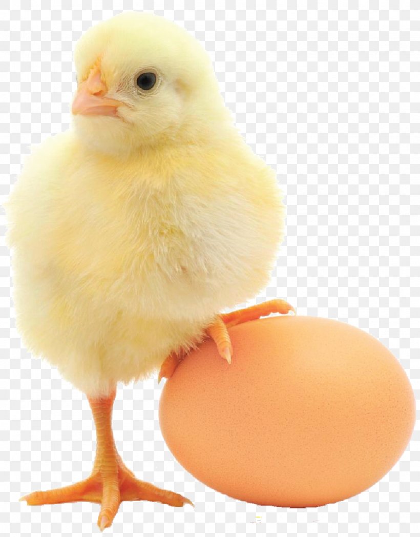 Atlantic Poultry Diet Health Food Egg, PNG, 973x1244px, Diet, Animal Product, Beak, Bird, Chicken Download Free