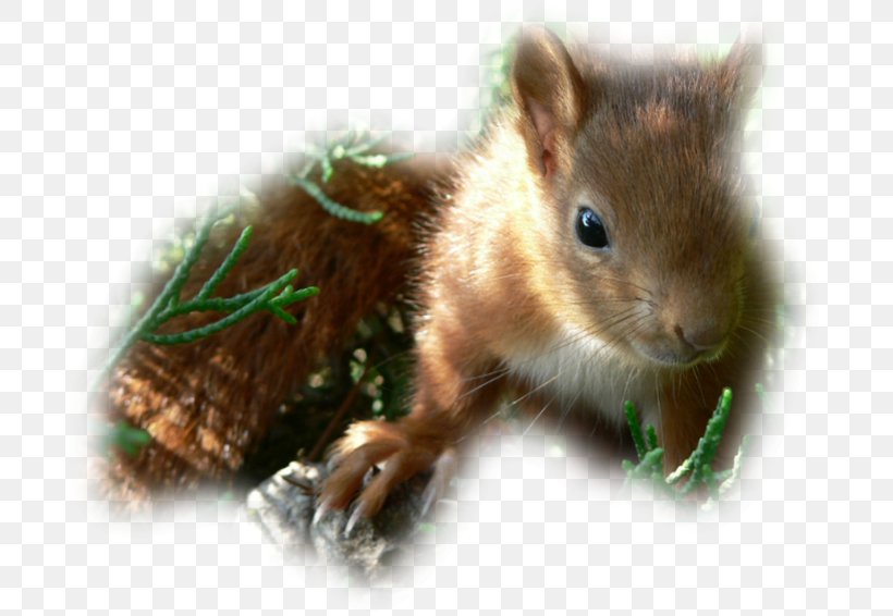Chipmunk Fox Squirrel Whiskers Computer Mouse, PNG, 692x566px, Chipmunk, Computer Mouse, Fauna, Fox Squirrel, Mammal Download Free