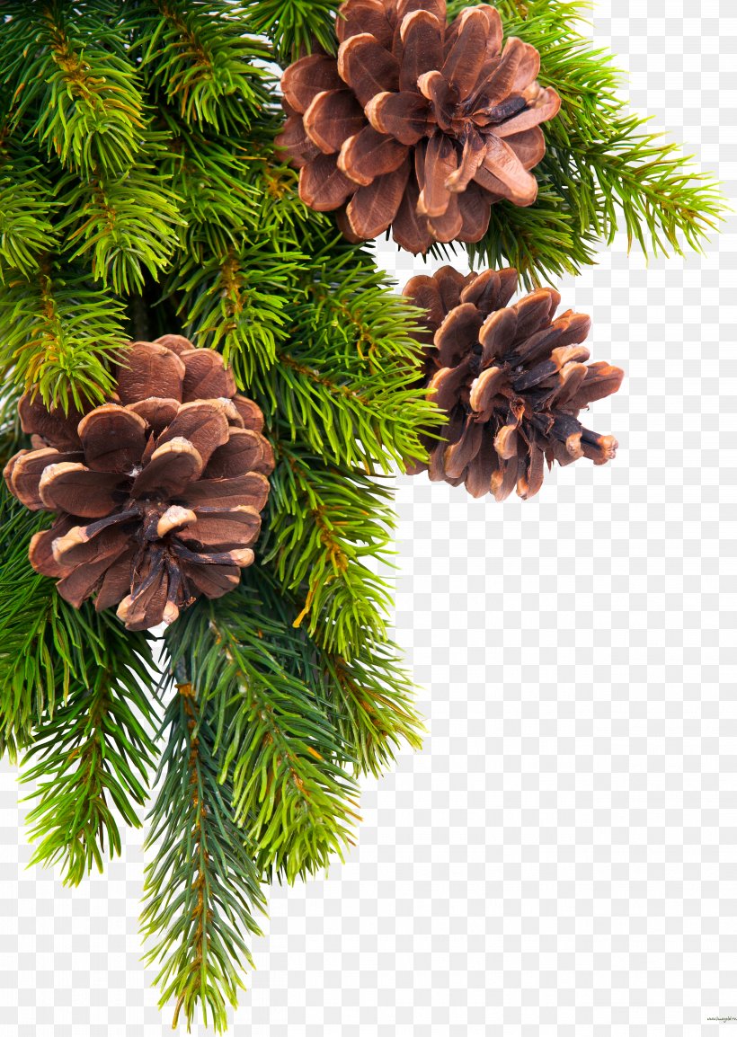 Conifer Cone Download, PNG, 5219x7347px, Conifer Cone, Christmas, Christmas Decoration, Christmas Ornament, Computer Graphics Download Free