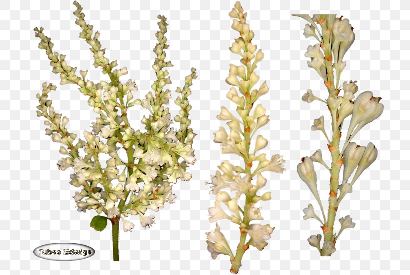 Cut Flowers Plant Stem Web Hosting Service, PNG, 720x550px, Flower, Accommodation, Branch, Cut Flowers, Plant Download Free
