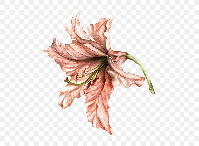 Lilium Drawing Flower Watercolor Painting, PNG, 541x600px, Lilium, Art, Botanical Illustration, Cartoon, Drawing Download Free