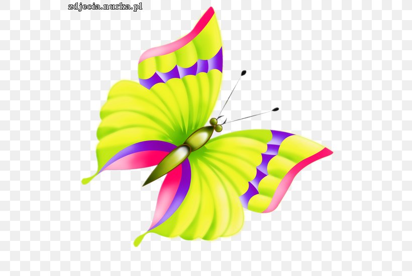 Monarch Butterfly Insect Clip Art, PNG, 550x550px, Monarch Butterfly, Arthropod, Brush Footed Butterfly, Brushfooted Butterflies, Butterflies And Moths Download Free