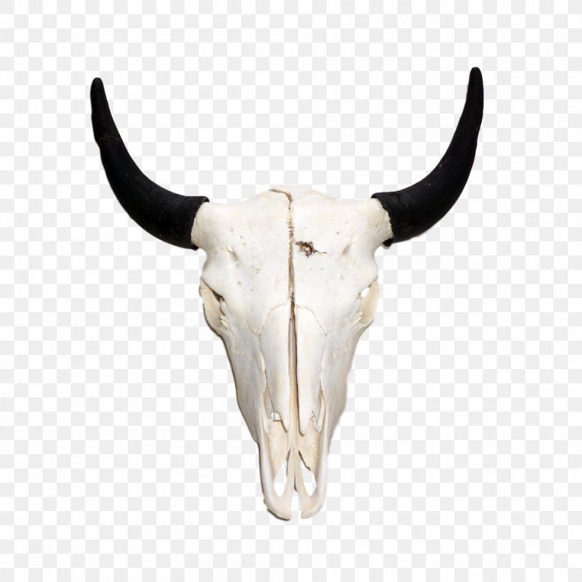 Antelope Antler Horn American Bison Stock Photography, PNG, 1000x1000px, Antelope, American Bison, Antler, Bison, Bone Download Free