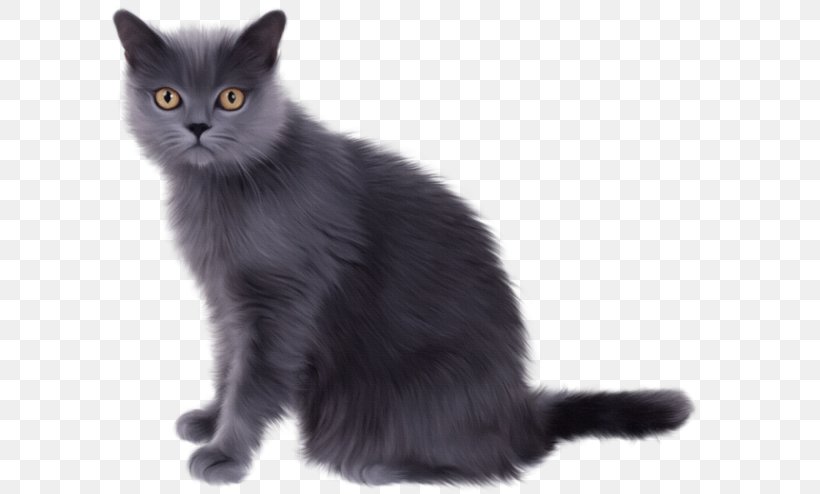 Chartreux Kitten Persian Cat Ragdoll Tabby Cat, PNG, 600x494px, Chartreux, Animal, Asian, Asian Semi Longhair, Black Cat Download Free