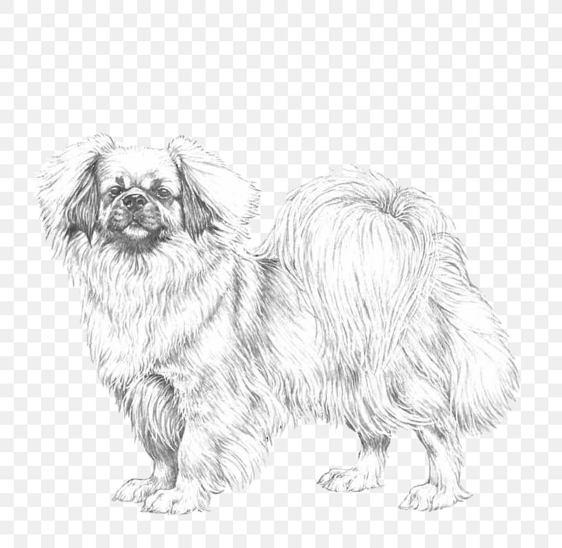 Chinese Background, PNG, 800x800px, Tibetan Spaniel, Ancient Dog Breeds, Breed, Breed Standard, Canidae Download Free