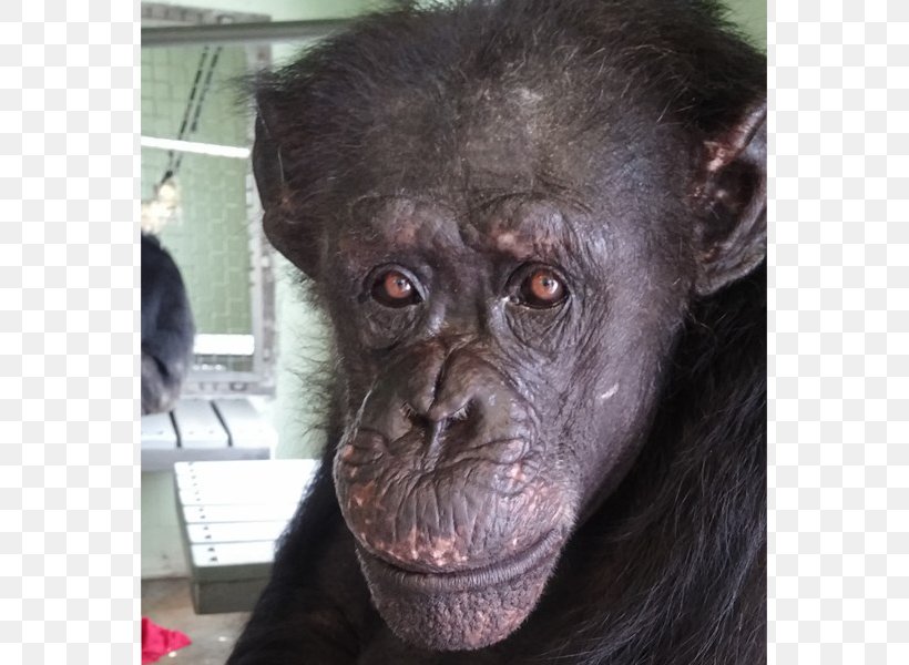 Common Chimpanzee Gorilla Primate Monkey Save The Chimps, PNG, 800x600px, Common Chimpanzee, Animal, Ape, Chimpanzee, Fauna Download Free