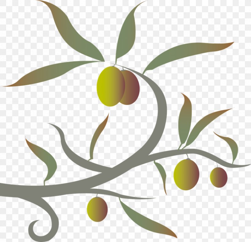 Olive Twig Plant Stem Leaf Clip Art, PNG, 829x800px, Olive, Branch, Flora, Flowering Plant, Food Download Free
