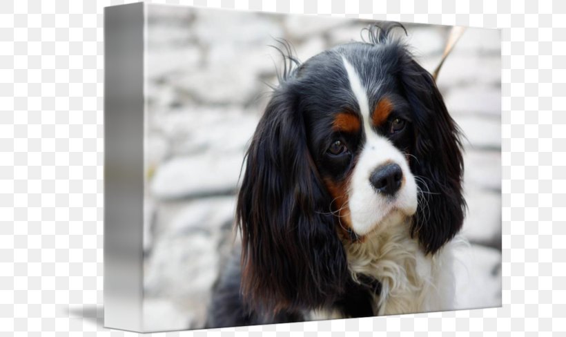 The Cavalier King Charles Spaniel Dog Breed, PNG, 650x488px, Cavalier King Charles Spaniel, Breed, Carnivoran, Charles Ii Of England, Companion Dog Download Free