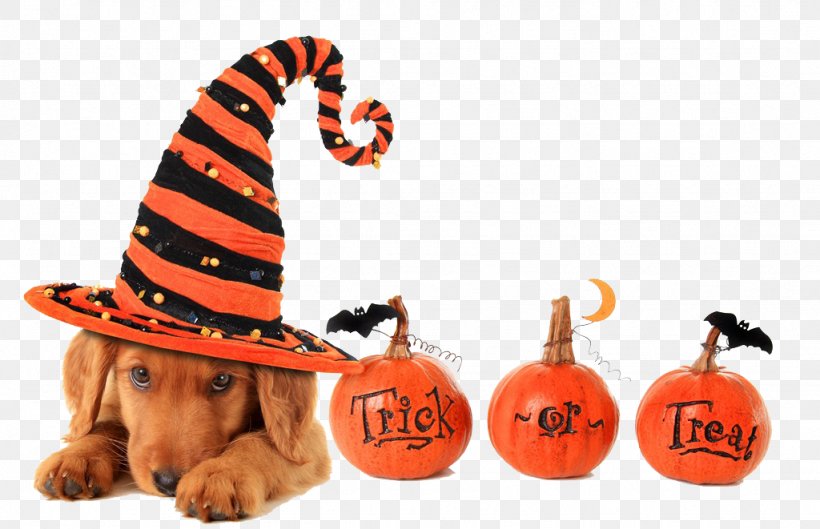 Dog Halloween Trick-or-treating Pet Cat, PNG, 1024x661px, Dog, Candy, Cat, Costume, Costume Party Download Free