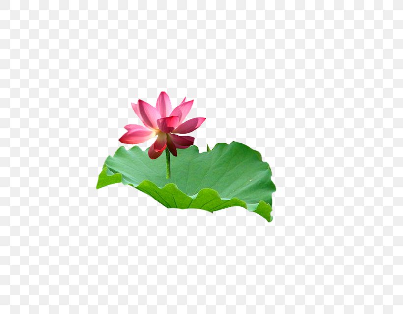 Leaf Nelumbo Nucifera Petal, PNG, 517x639px, Leaf, Aquatic Plant, Flora, Floral Design, Flower Download Free