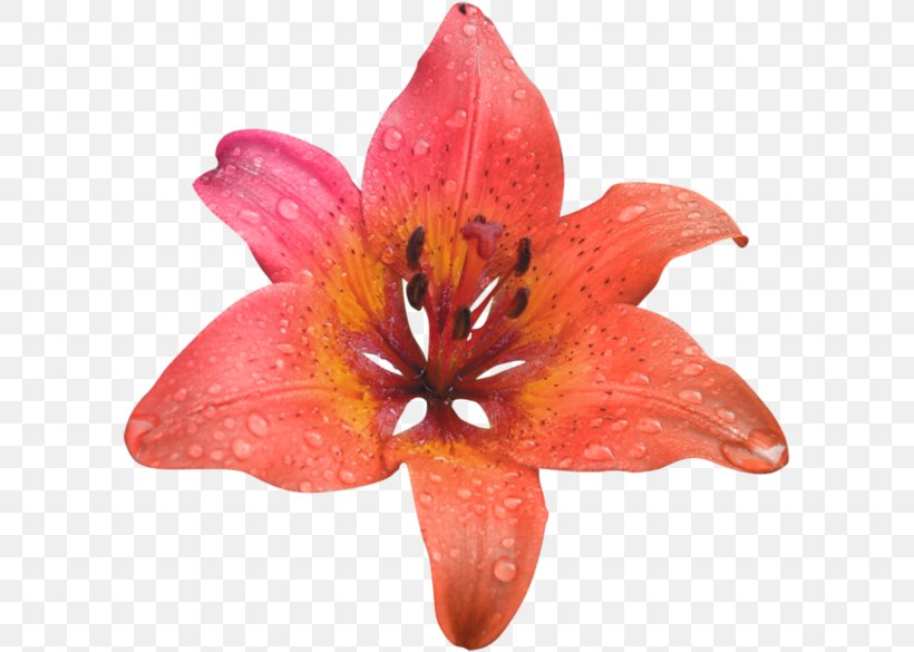 Orange Flower Image, PNG, 600x585px, Orange, Alstroemeriaceae, Color, Cut Flowers, Flower Download Free