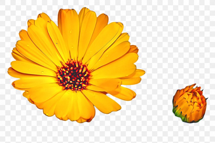 Flowers Background, PNG, 2452x1632px, Marigold, African Daisy, Barberton Daisy, Bloom, Blossom Download Free