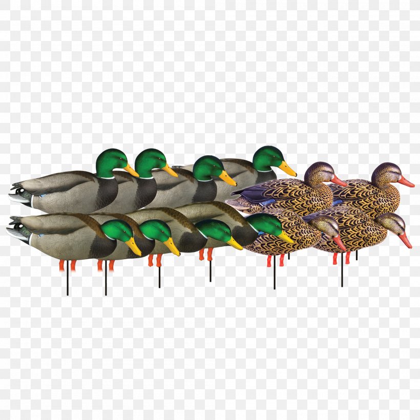 Mallard Duck Hunting Eurasian Teal Beak, PNG, 2000x2000px, Mallard, Animal, Beak, Bird, Bluza Download Free