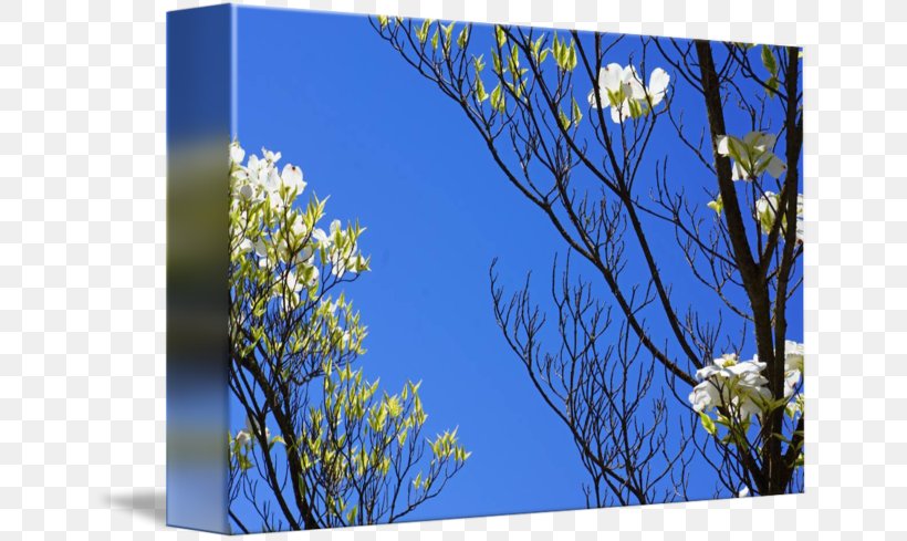 Meadow Desktop Wallpaper Wildflower Lawn Flowering Plant, PNG, 650x489px, Meadow, Blossom, Blue, Branch, Branching Download Free