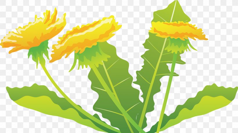 Vector Graphics Image Download Dandelion, PNG, 2500x1395px, Dandelion, Calendula, Chrysanthemum, Common Sunflower, Daisy Family Download Free