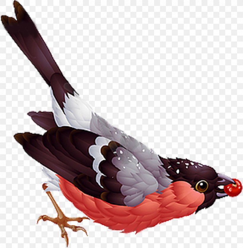 Bird Eurasian Bullfinch Vecteur Clip Art, PNG, 1059x1080px, Bird, Beak, Chicken, Eurasian Bullfinch, Feather Download Free