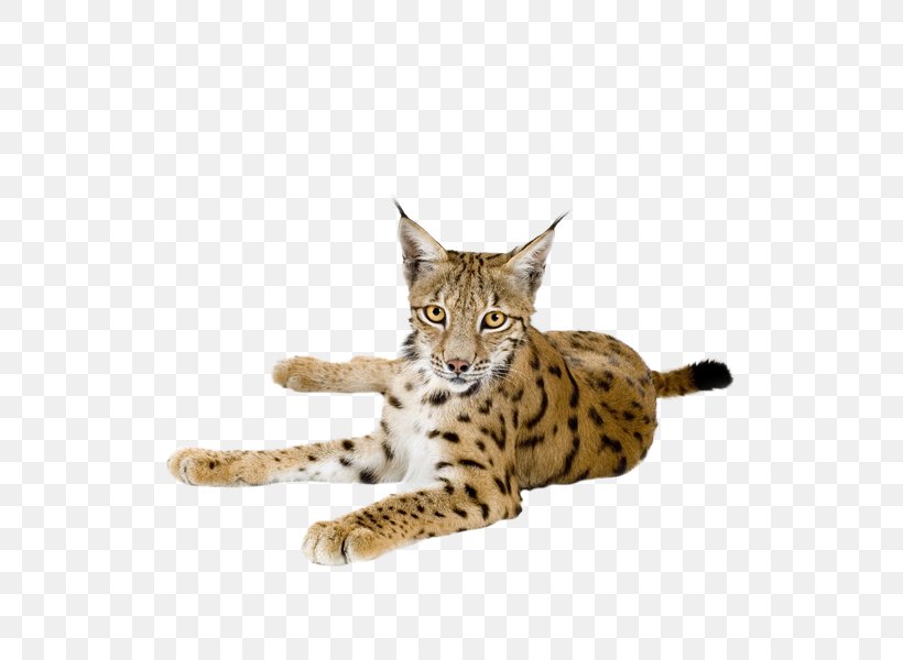 Eurasian Lynx Felidae Bobcat Wildcat, PNG, 600x600px, Eurasian Lynx, Animal, Bengal, Bobcat, California Spangled Download Free