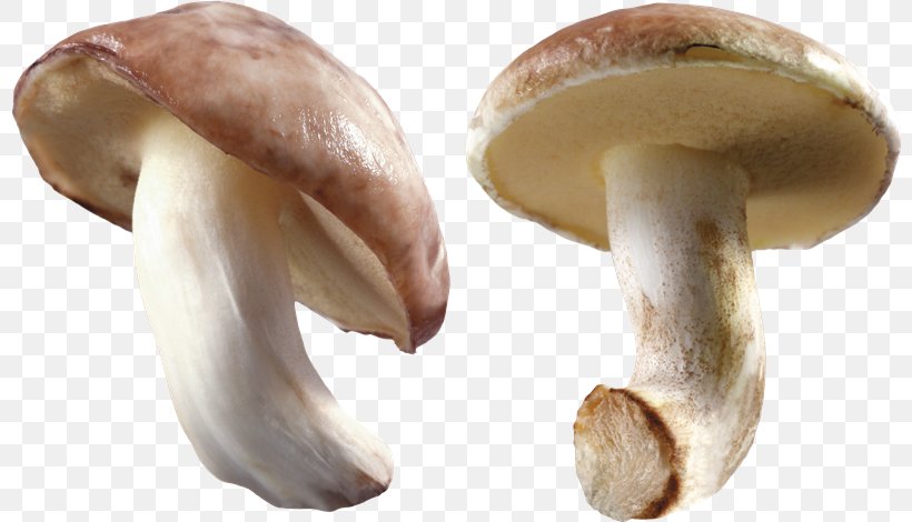 Common Mushroom Edible Mushroom, PNG, 800x470px, Mushroom, Common Mushroom, Edible Mushroom, Fungiculture, Fungus Download Free