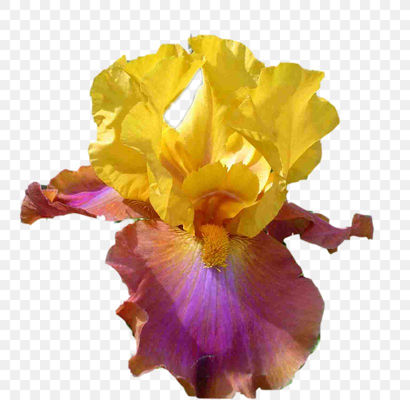 Cut Flowers, PNG, 789x800px, Cut Flowers, Flower, Flowering Plant, Iris, Iris Family Download Free