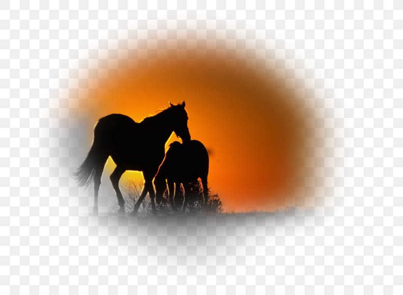 Friesian Horse Mustang Stallion Mare Animal, PNG, 800x600px, Friesian Horse, Animal, Equestrian, Horse, Horse Like Mammal Download Free