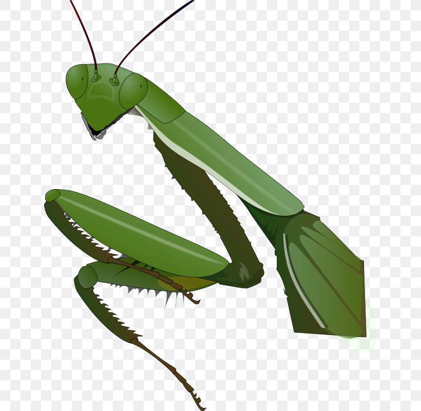 Insect Clip Art Mantis Image, PNG, 647x800px, Insect, Arthropod, Beneficial Insects, European Mantis, Invertebrate Download Free