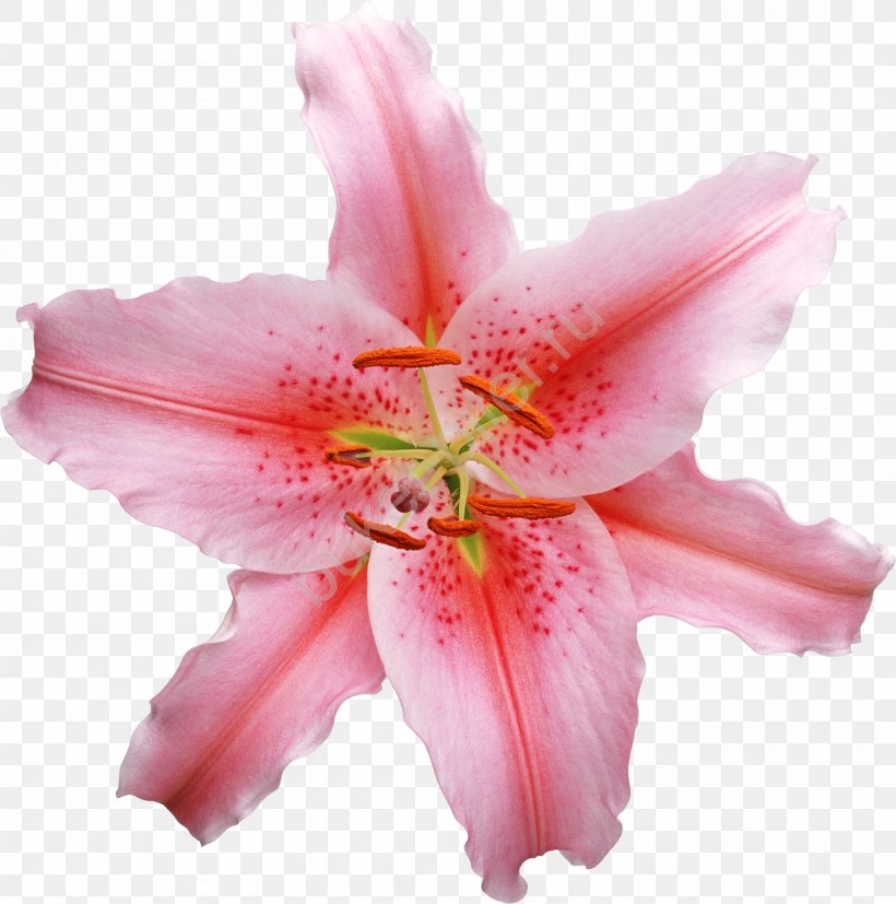 Lilium Flower Stock Photography Royalty-free, PNG, 2000x2019px, Lilium, Amaryllis Belladonna, Cut Flowers, Daylily, Flower Download Free