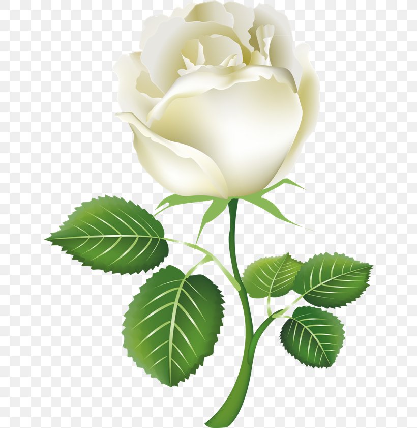 Rose White Clip Art, PNG, 650x841px, Rose, Cut Flowers, Floral Design, Floristry, Flower Download Free