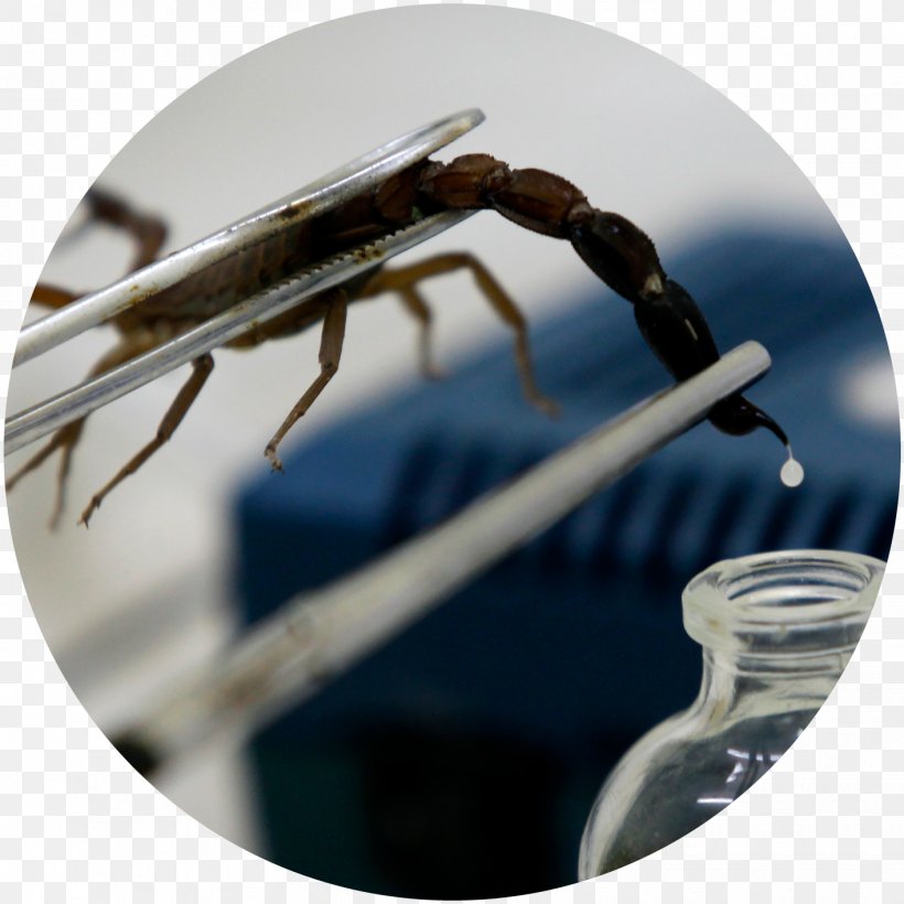 Scorpion Sting Poison Venom Fact, PNG, 1415x1415px, Scorpion, Animal, Arthropod, Chemical Substance, Fact Download Free