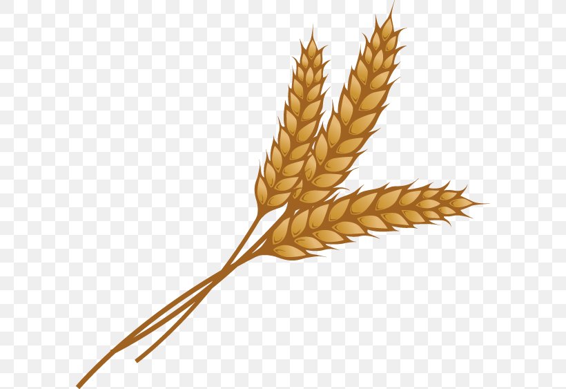 Wheat Ear Grain Clip Art, PNG, 600x563px, Wheat, Cereal, Cereal Germ, Commodity, Ear Download Free