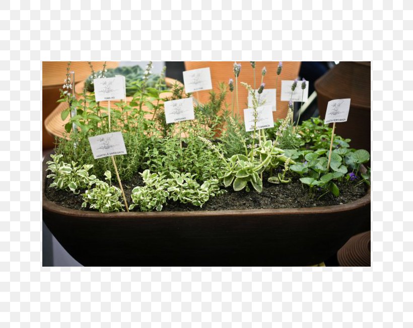 Herb Market Garden Flowerpot Vegetable, PNG, 652x652px, Herb, Fines Herbes, Flowerpot, Garden, Grass Download Free