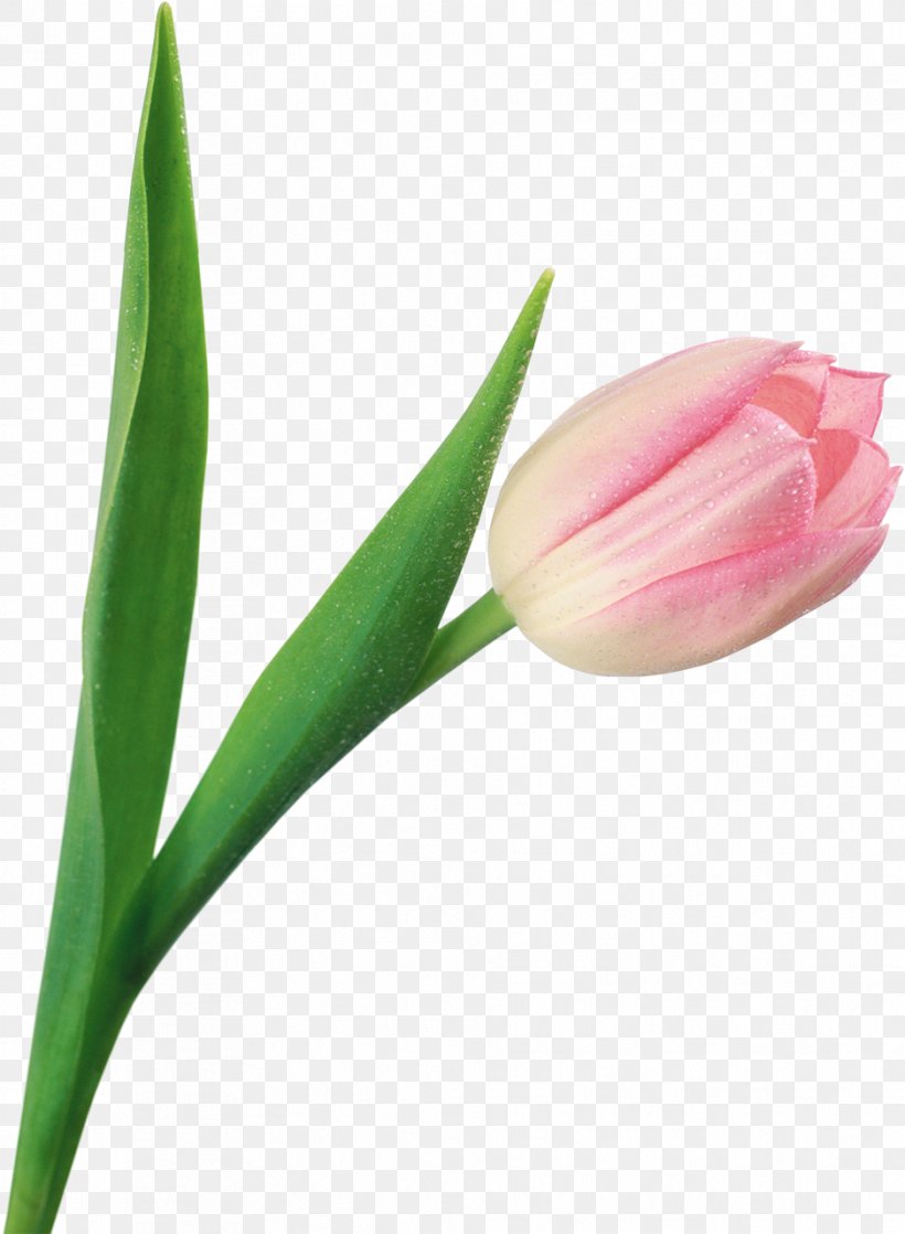 Tulip Flower Digital Image, PNG, 938x1280px, Tulip, Bloomby, Bud, Cut Flowers, Digital Image Download Free