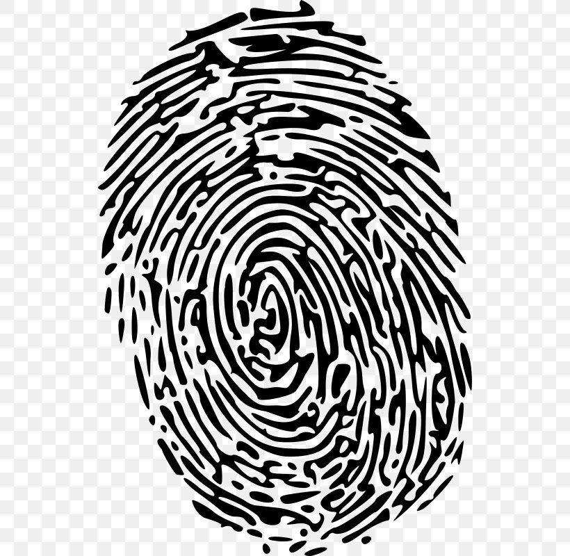 Fingerprint Clip Art, PNG, 538x800px, Fingerprint, Black And White, Drawing, Fingerabdruckscanner, Flowering Plant Download Free