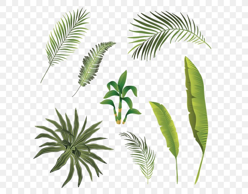 Leaf Plant Stem Tropics, PNG, 640x640px, Leaf, Arecales, Branch, Flower, Organism Download Free