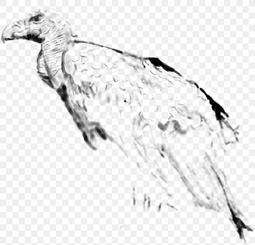 Water Bird Vulture Feather Goose, PNG, 879x843px, Bird, Anatidae, Artwork, Beak, Bird Of Prey Download Free