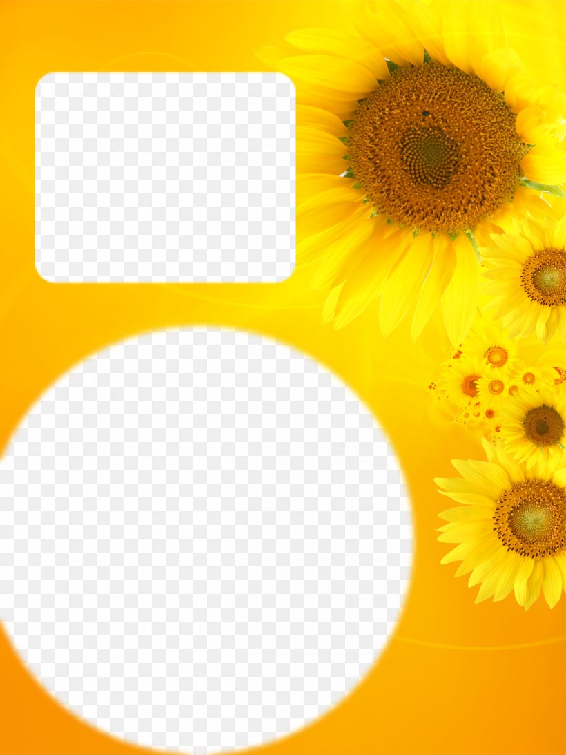 Common Sunflower Yellow Color, PNG, 1200x1600px, Common Sunflower, Bud, Color, Daisy Family, Flower Download Free