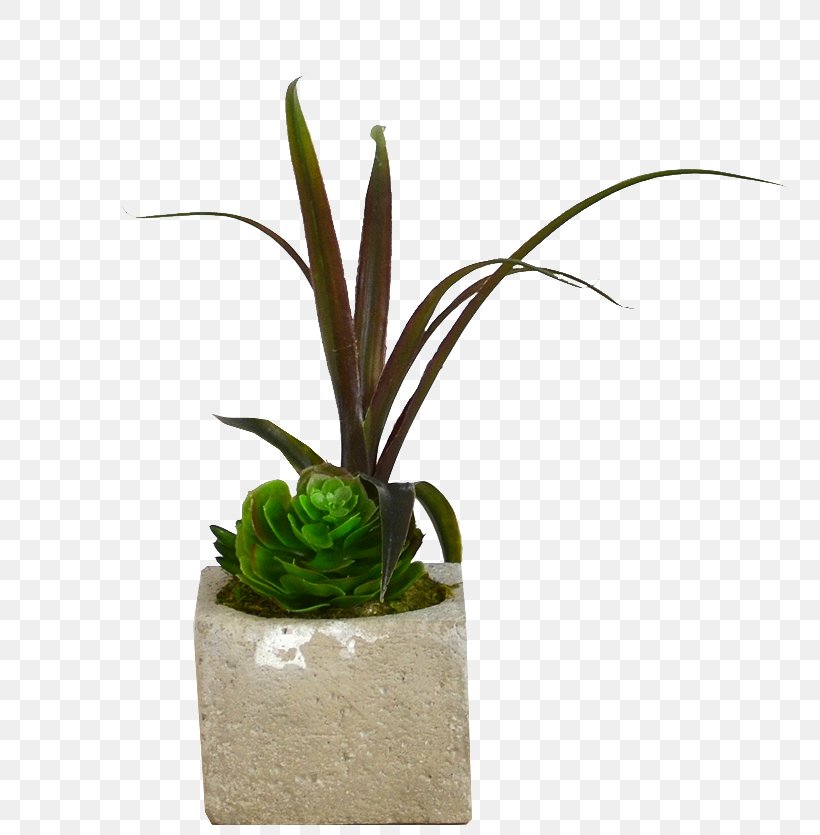 Flowerpot Houseplant Plant Stem Aloe Vera, PNG, 791x835px, Flower, Aloe, Aloe Vera, Flowerpot, Houseplant Download Free