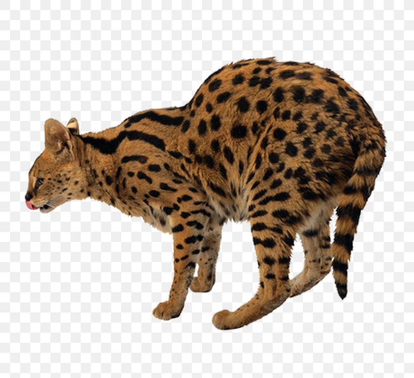 Leopard Tiger Felidae Lion Cat, PNG, 750x750px, Leopard, Animal, Bengal, California Spangled, Carnivoran Download Free