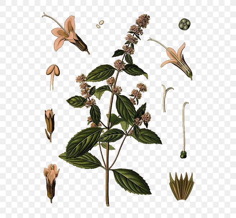 Peppermint Water Mint Mentha Spicata Mints Medicinal Plants, PNG, 590x756px, Peppermint, Bird, Branch, Essential Oil, Fauna Download Free