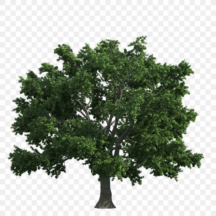 Tree English Oak, PNG, 1024x1024px, Tree, Branch, English Oak, Evergreen, Landscape Download Free