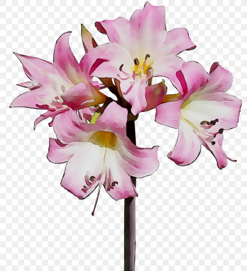 Cut Flowers Floral Design Flower Bouquet Jersey Lily, PNG, 1080x1183px, Flower, Amaryllis, Amaryllis Belladonna, Amaryllis Family, Artificial Flower Download Free