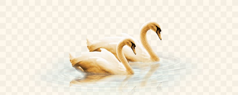 Swan Duck Goose Water Bird, PNG, 7337x2960px, Greylag Goose, Anatidae, Anser, Beak, Cygnini Download Free