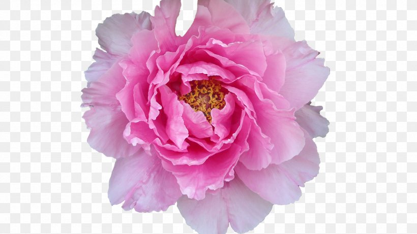 Violet Pink Cabbage Rose Purple, PNG, 1280x720px, Violet, Cabbage Rose, Color, Cut Flowers, Digital Image Download Free