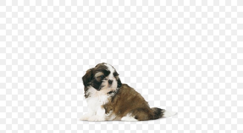 Cavachon Shih Tzu Puppy Tibetan Terrier Havanese Dog, PNG, 580x450px, Cavachon, Bulldog, Carnivoran, Companion Dog, Dog Download Free